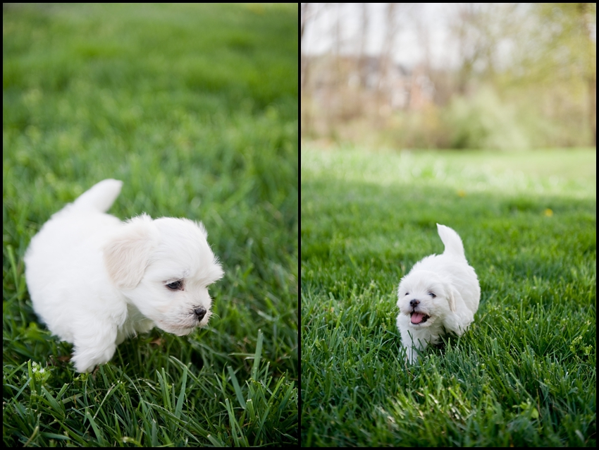 cute havanese puppies