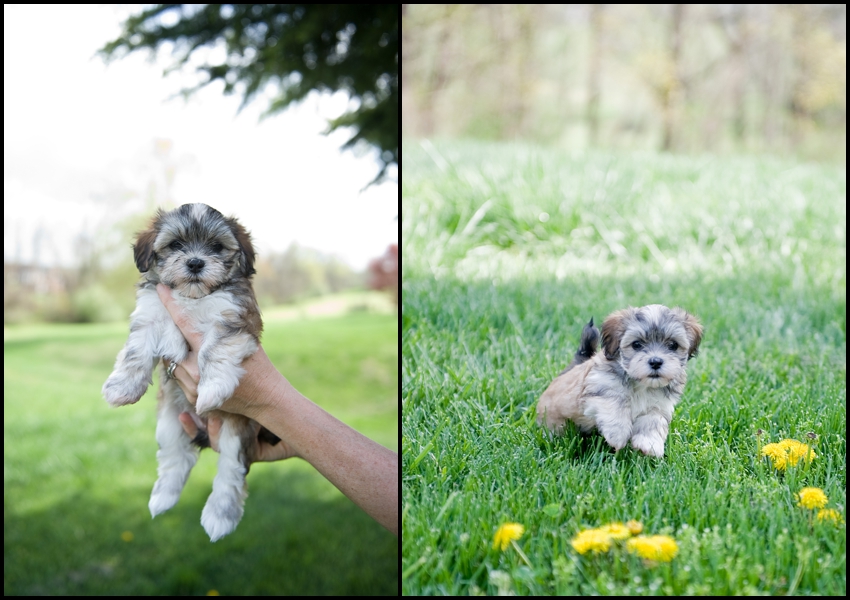 cutest havanese