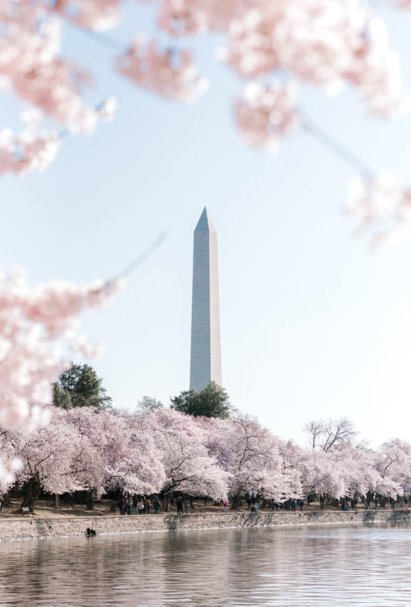 Washington Monument Cherry Blossom Festival in D.C.