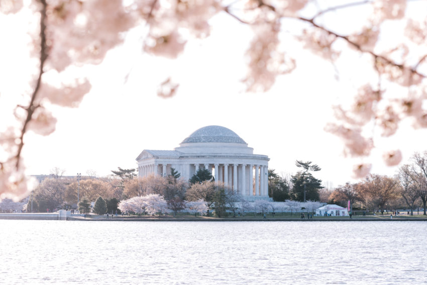 Thomas Jefferson Memorial Image during Cherry Blossom Festival