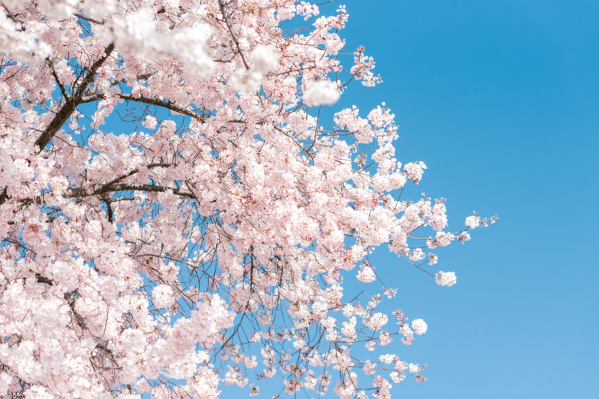 Cherry Blossom photo from Washington D.C. Photography Du Jour